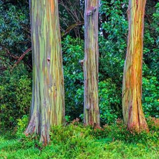 Regenboge n-Eukalyptus