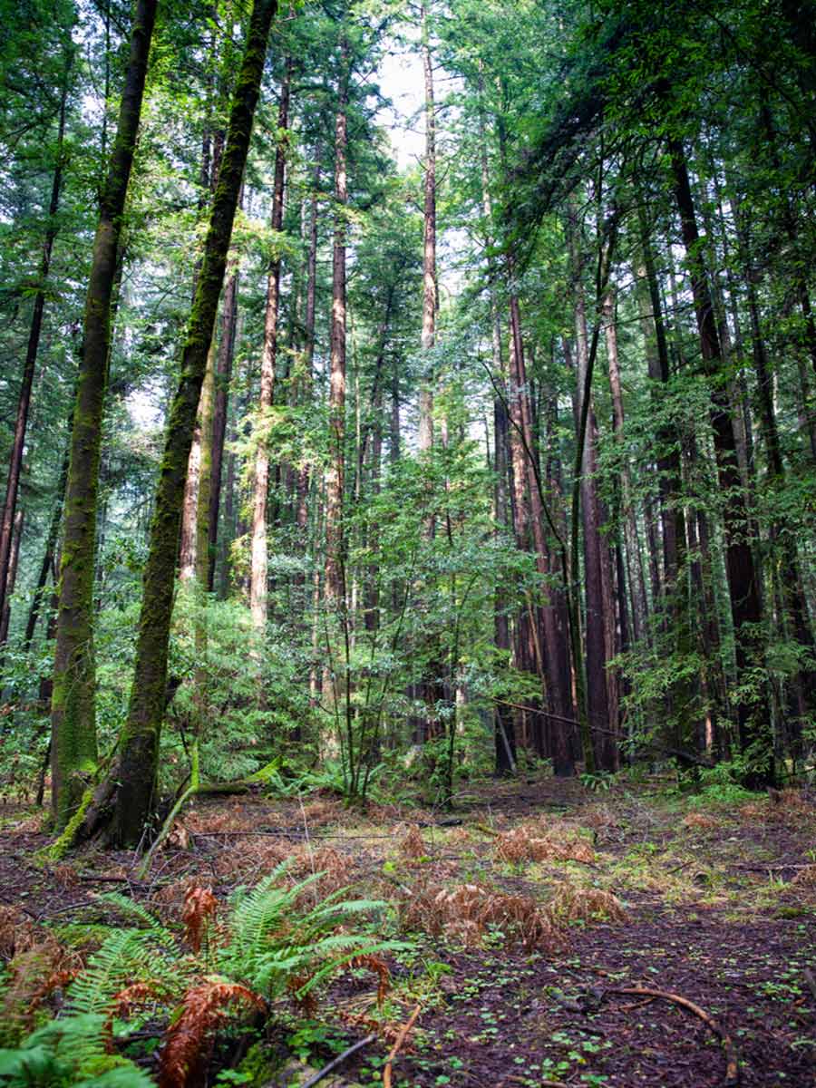 State Natural Reserve Armstrong Redwoods