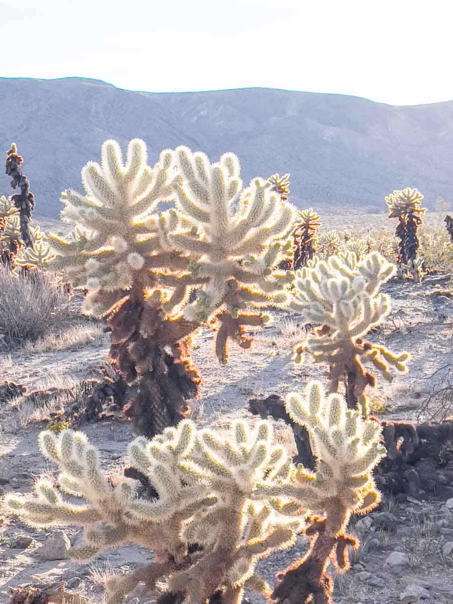 Cactus Cholla Cactus im Joshua Three National Park