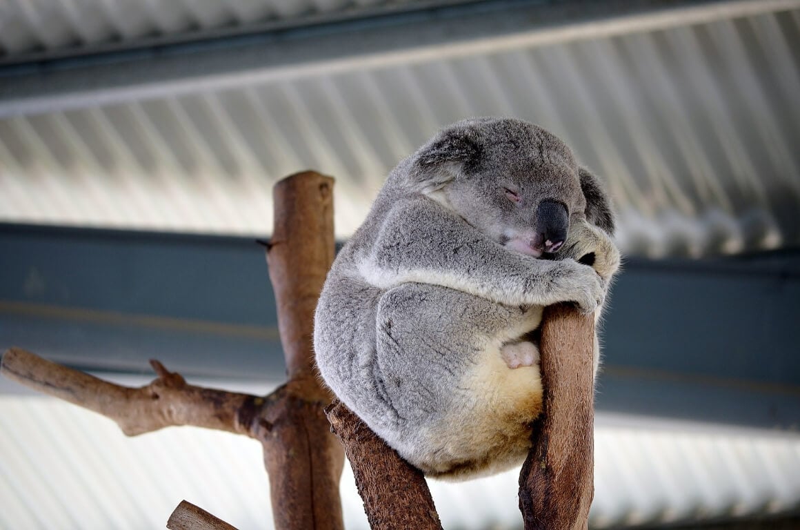 Treffen Sie Koalas im Cohunu Koala Park.