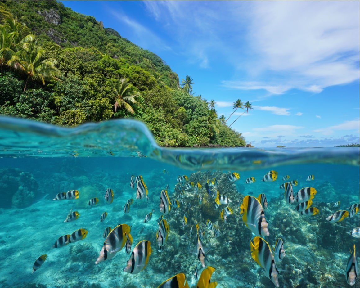 Transparent blaues Wasser ist mit Fischen im Pazifischen Ozean gefüllt.