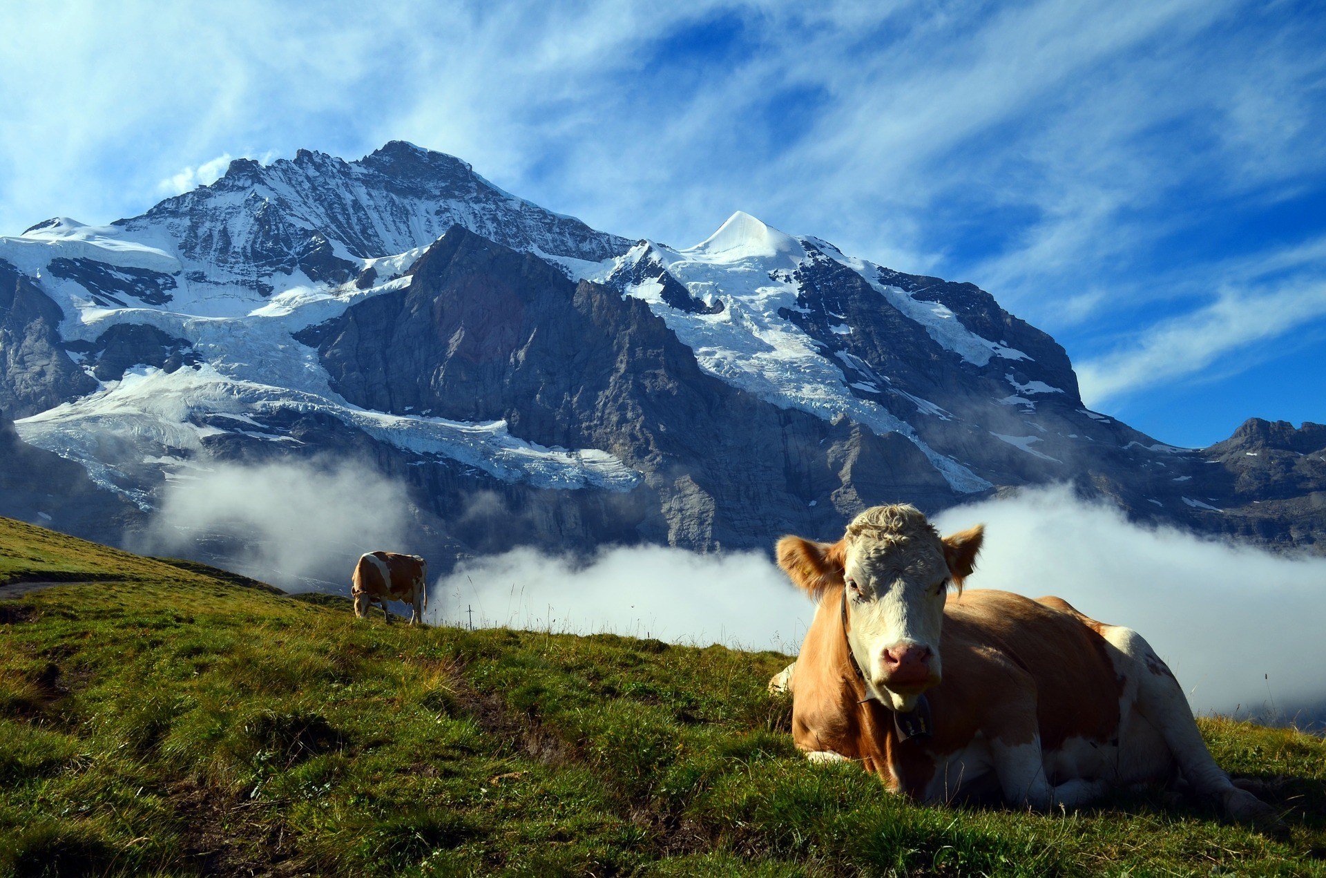 Blick auf die Berge von Grindelwald, Intercenes