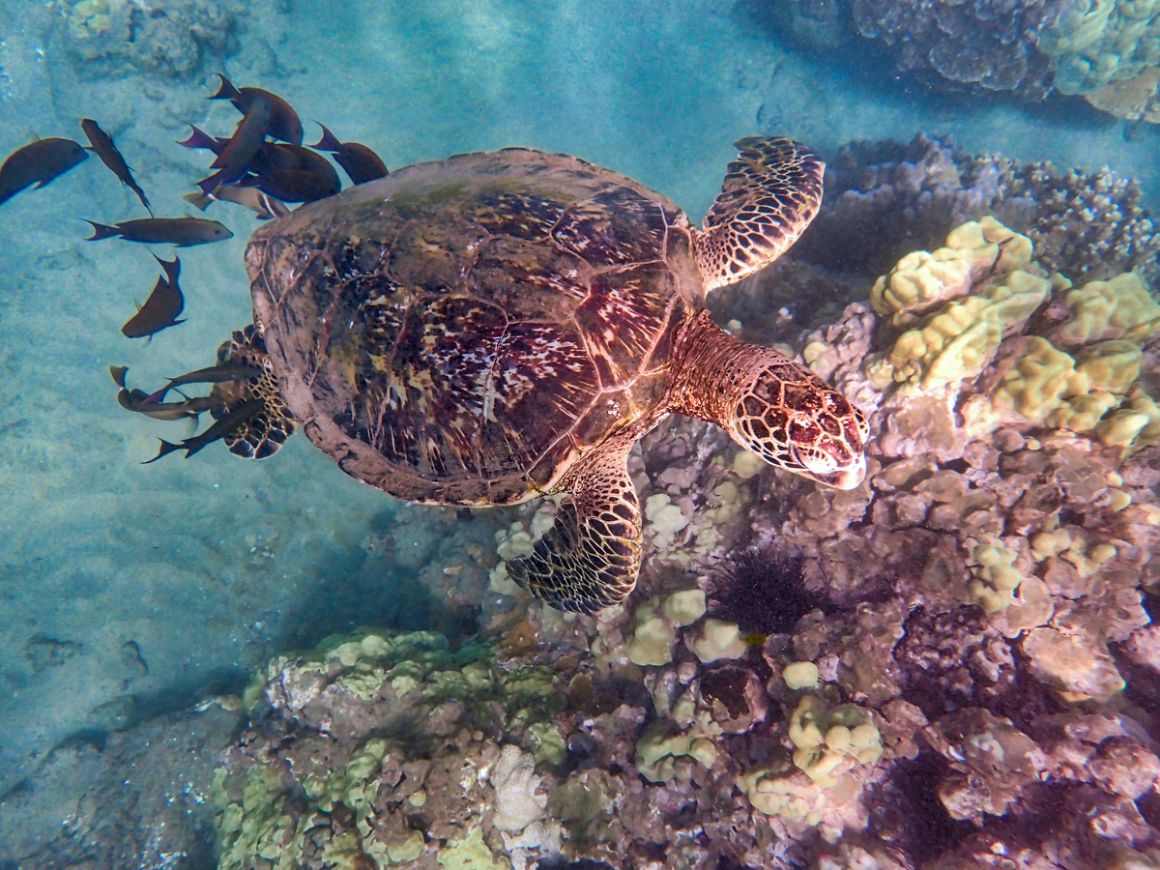 Hawaiianische grüne Meeresschildkröte Kihey