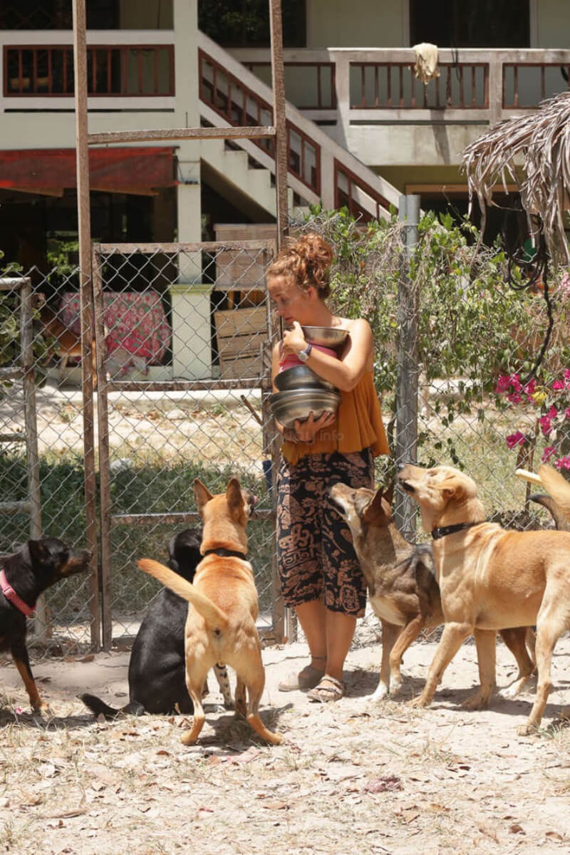 Hilfe im Schutz für Hunde und Katzen in Thailand
