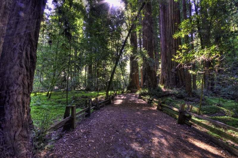 State Park Henry Cowell Revuds