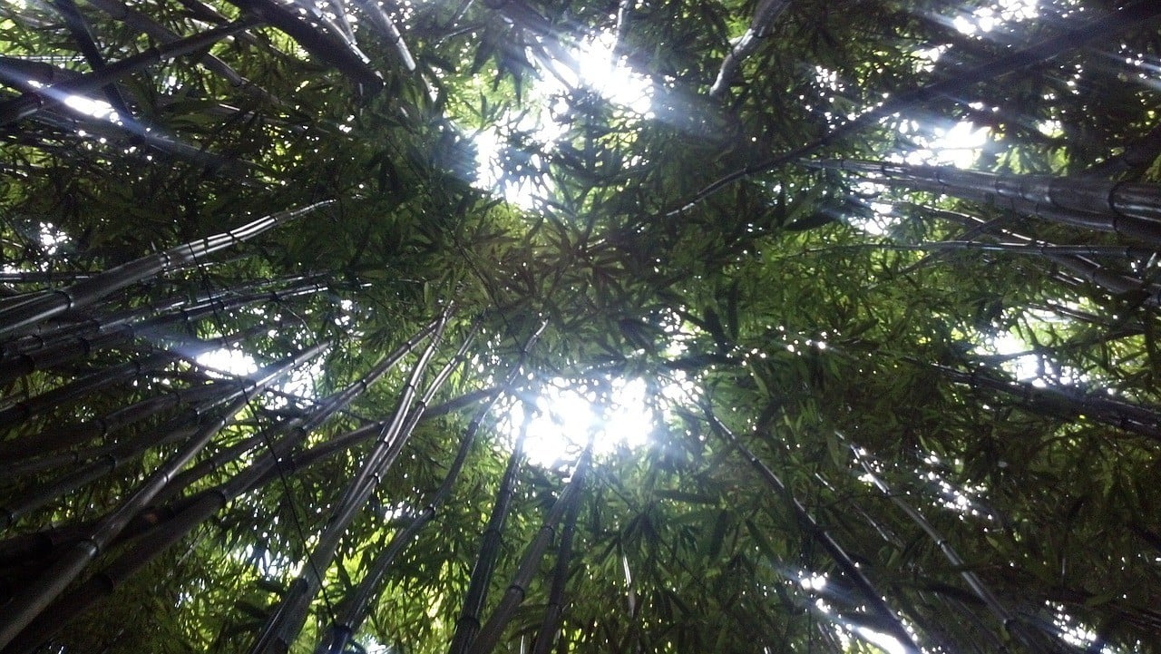 Bambuswald, Maui