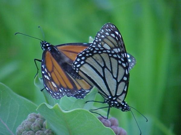 Erhaltung von mexikanisch-mexiko-Schmetterlingen
