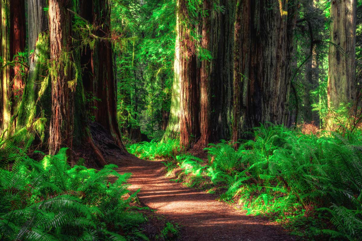Nationalpark Redwood