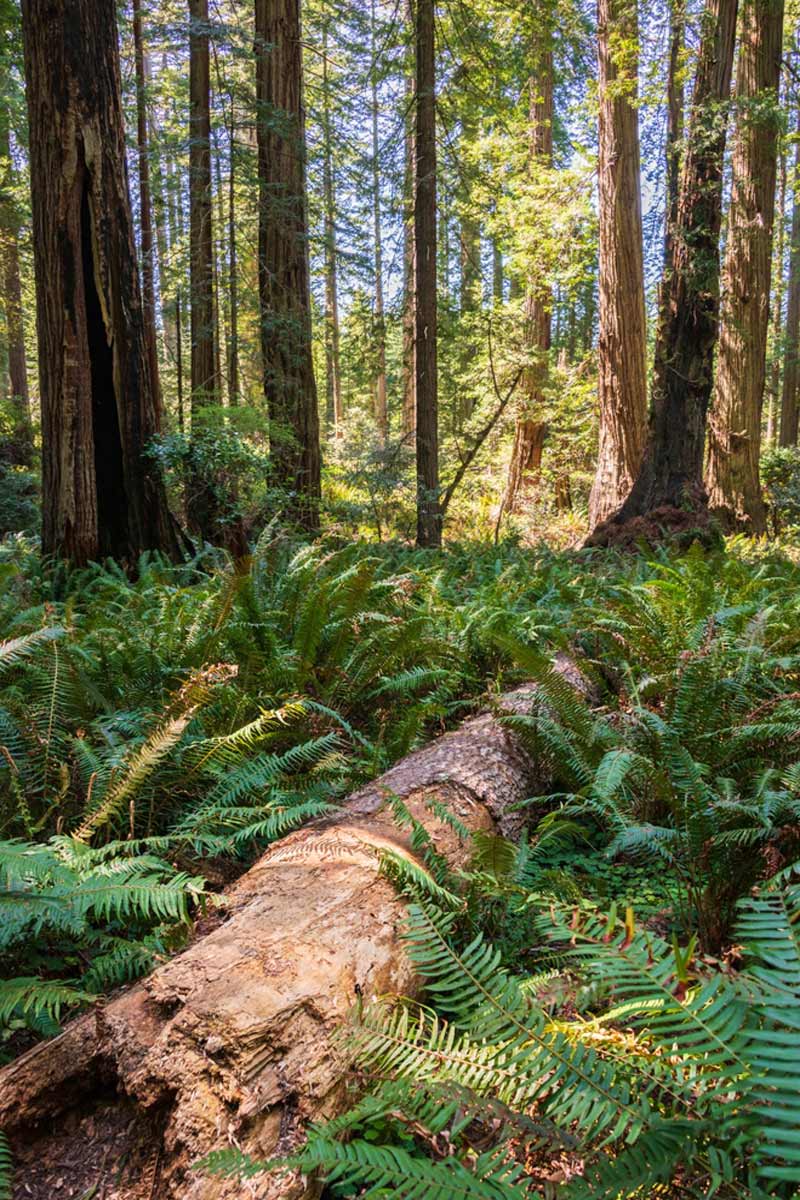 Nationalpark Redwood