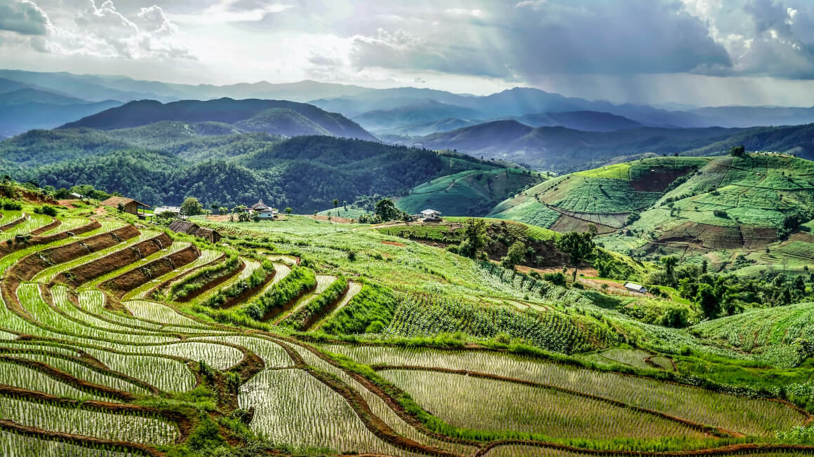 Reisfelder von Mai Tea Thailand