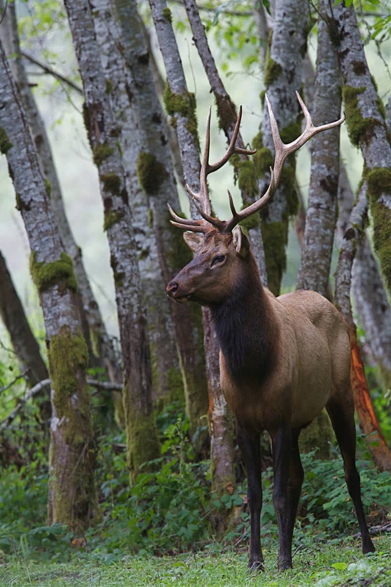 Elk Roosevelt