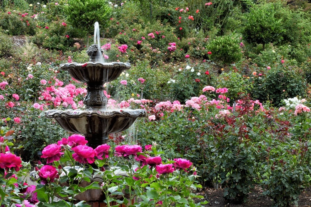 Internationaler Rosengarten in Portland