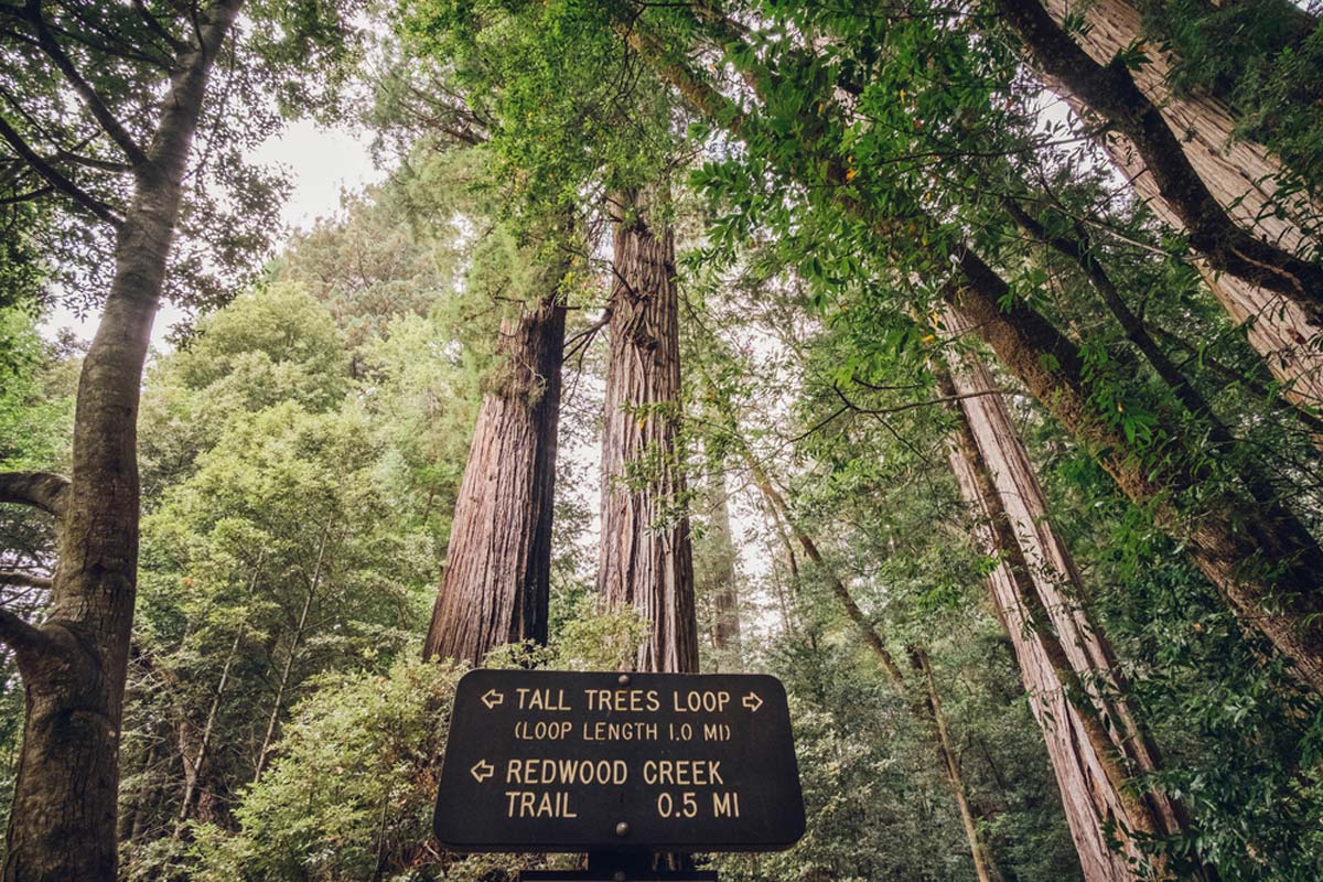 Tall Trees Grove Loop Trail, Redwood Nationalpark
