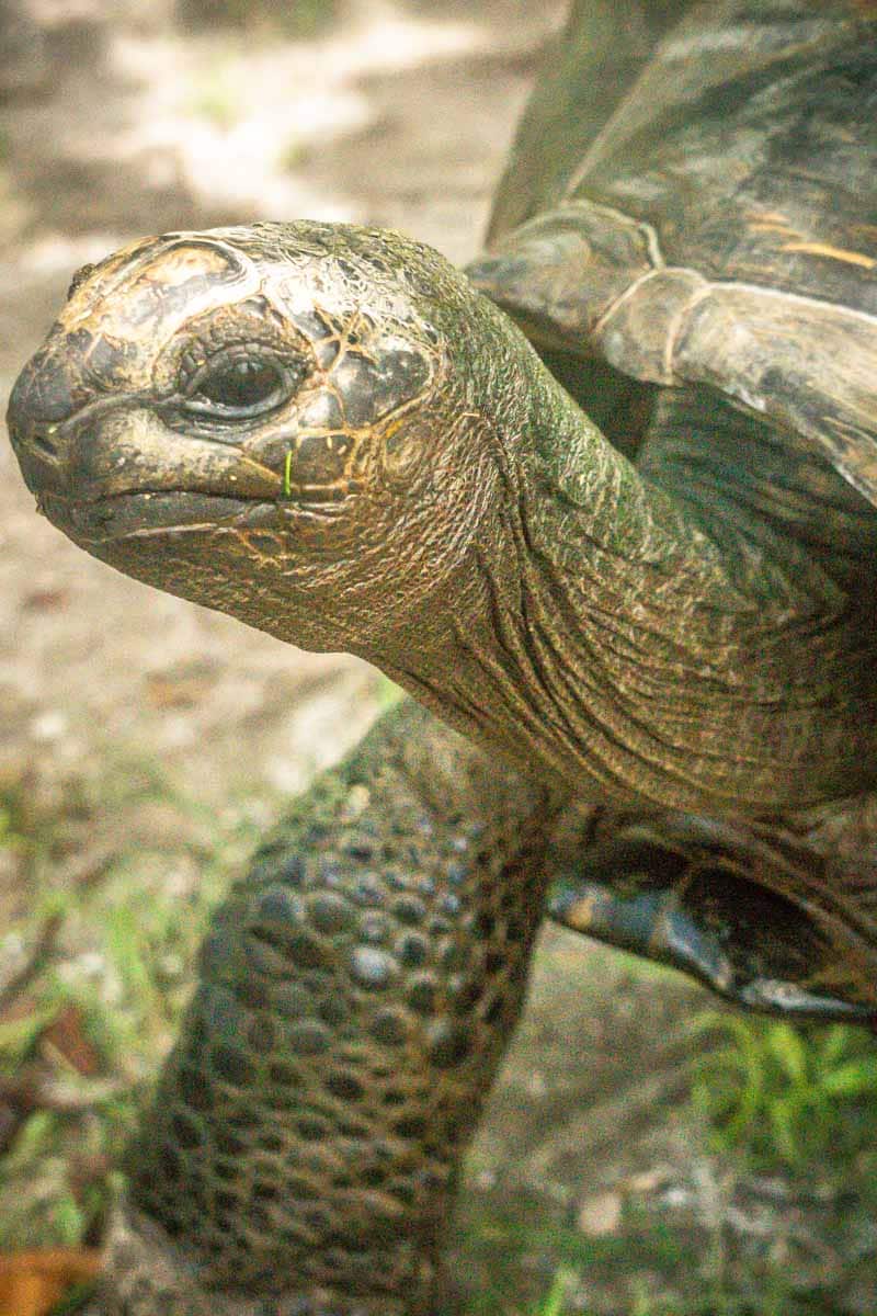 Schildkröten der Seychellen