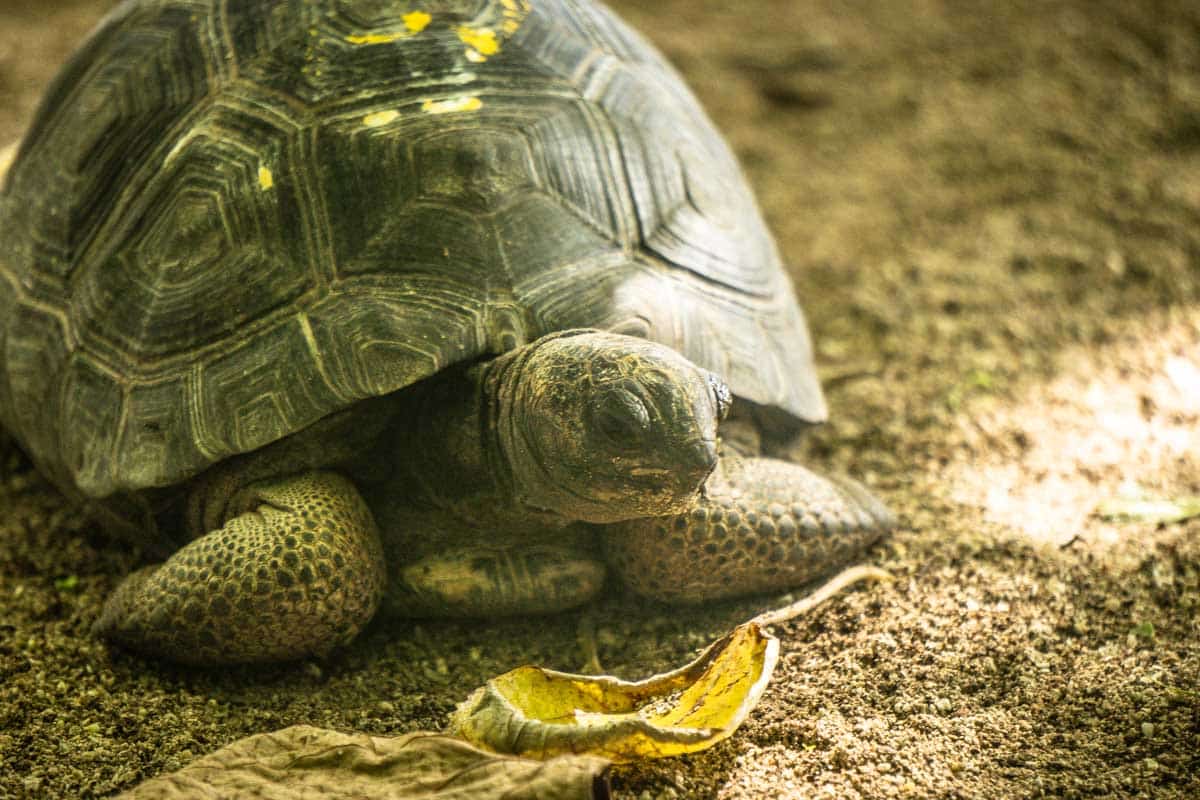 Schildkröten auf den Seychelleninseln