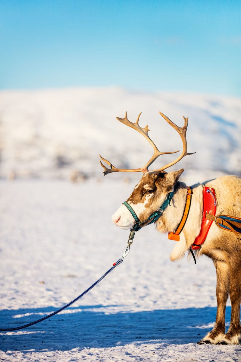 Sami Deer Farm in Tromso