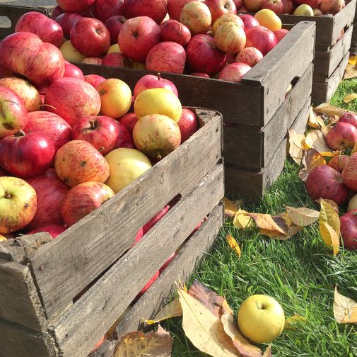 Herbstwitze über Äpfel