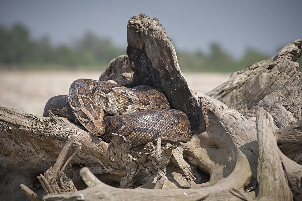 Python gesehen während des Ausflugs im Bardia National Park
