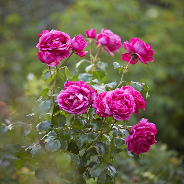 Der eingezäunte Garten in der irischen Schloss von Glin \, das der Landschaftsdesignerin Katherine Fitzgerald rosa Rosen von Perpetu gehört