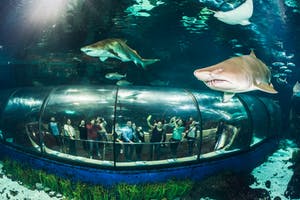 1 Tag im Barcelona-Barselonsky Aquarium