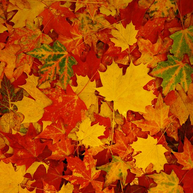 Herbst witzelt über Herbstblätter