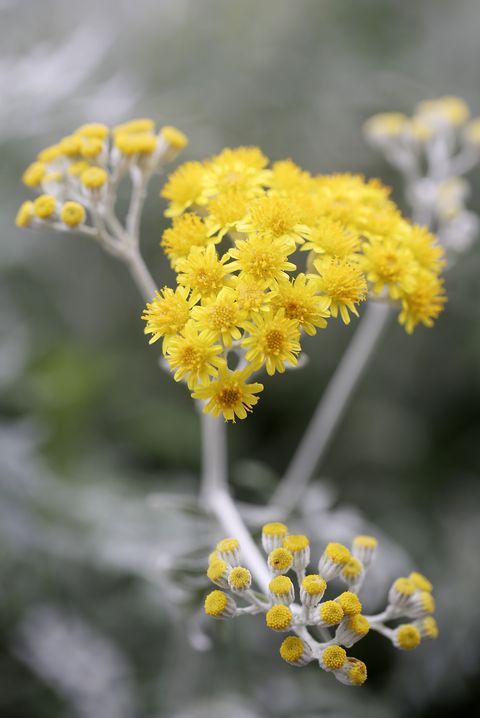 Gelbe Pollenblüten mit silbernen Stielen