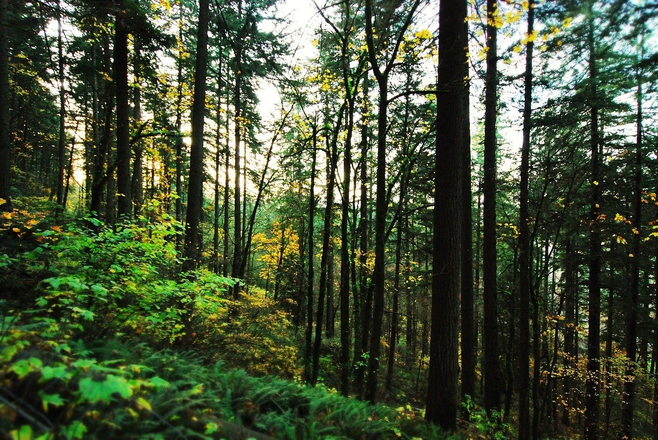 Portland Oregon Guide Forest Park