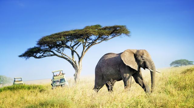 Großer afrikanischer Elefant vor dem Hintergrund eines Akazienbaums und Safar i-Autos im Hintergrund