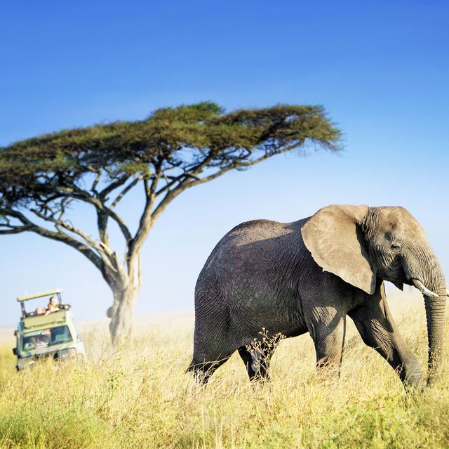 Großer afrikanischer Elefant vor dem Hintergrund eines Akazienbaums und Safar i-Autos im Hintergrund