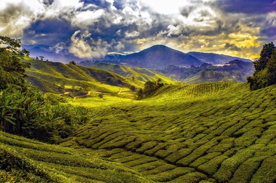 Warum sollte Malaysia besuchen? Malaysische Teeplantage.