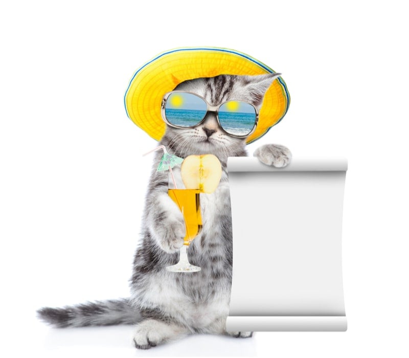 Die Katze in Sonnenbrillen hält ein leeres Blatt Papier.