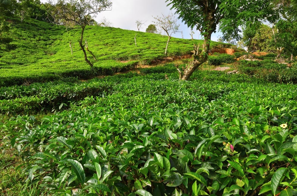 Seychell e-Teeplantage