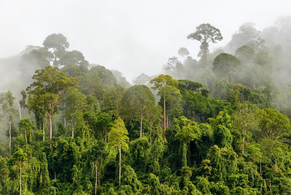 Tropische Wälder in Malaysia sind einer der Gründe für den Besuch des Landes.