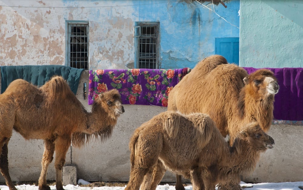 Kamele in Karakol Kirgisistan