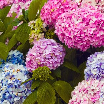 Blau, Pflanze, Blume, Lila, Blütenblatt, Violett, Rosa, Purpur, Lavendel, jährliche Pflanze,