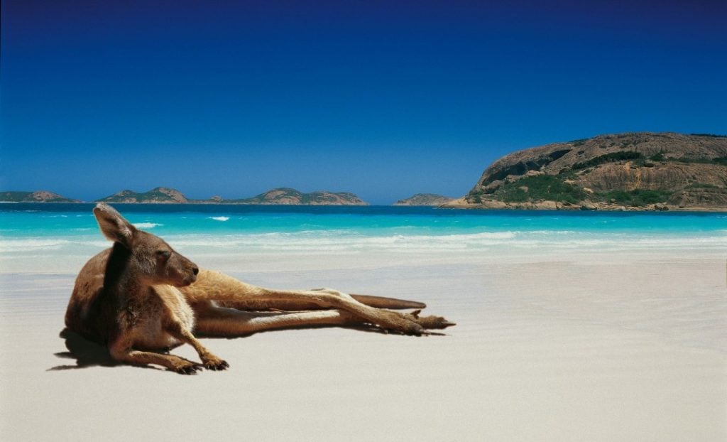 Kangaroo ruht am australischen Strand aus