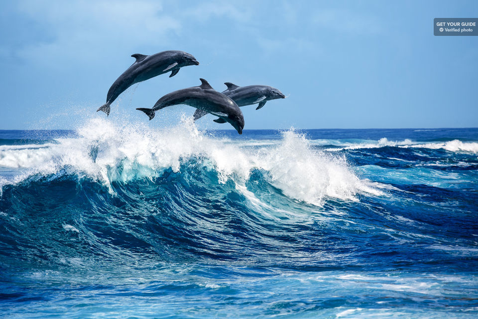 Kreuzfahrt auf Lanai mit Delfinen und Schnorcheln